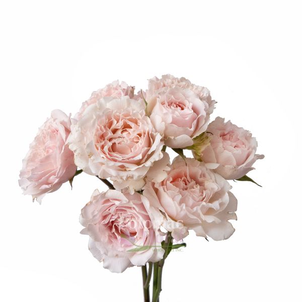 roseです。 Garden Spray Rose, Wedding Rosever - Blush Pink - Potomac